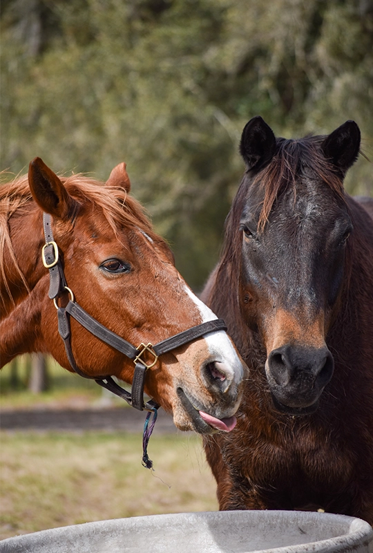 At the Horse Sanctuary, two horses stand next to each other drinking from a bowl.