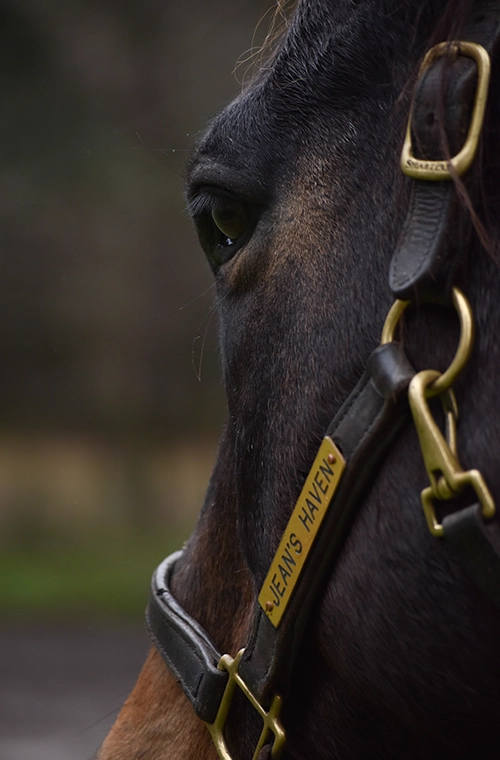 A close up of a horse's bridle at a sanctuary.